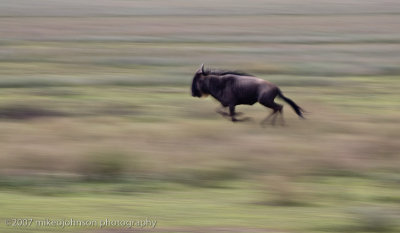 51  Wildebeest Pan Blur