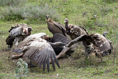 53  Vultures on a dead Wildebeest