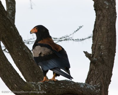 55 Bateleur Eagle