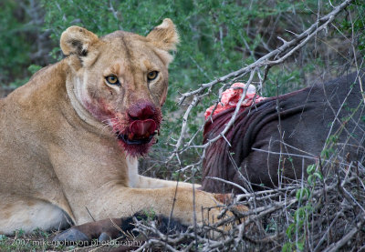 57  Lion with Wildebeest Kill