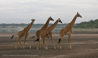 60  Four Giraffe on Dry Lakebed