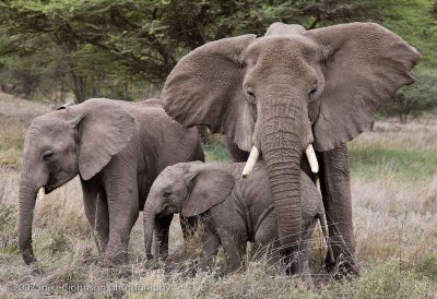 63  Elephant Family