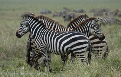 66  Four Zebra Pattern