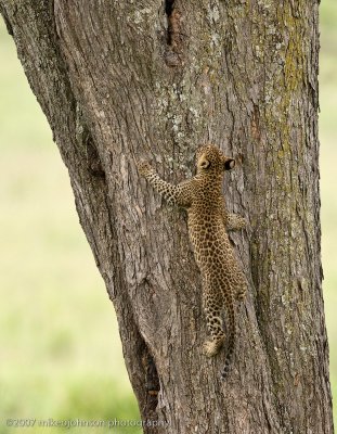 71 Leopard Kitten Climbing Tree