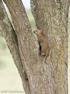 72  Leopard Kitten Climbing Tree