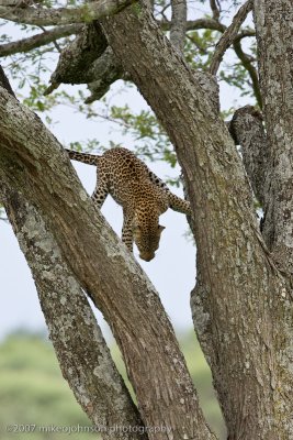 Leopard Climbs Down Tree
