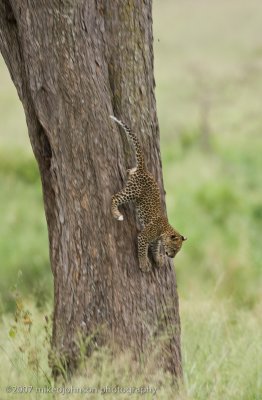 Leopard Kitten Climbing Down the Tree