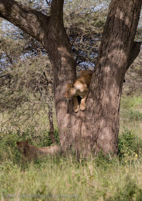 83  Lion Climbing Down Tree