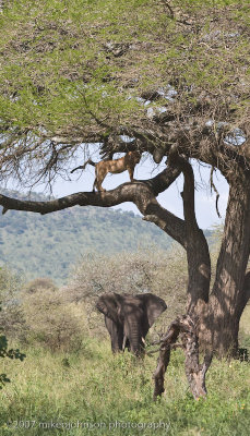 84  Lion in Tree over Elephants