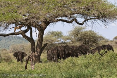 85  Lion in Tree over Elephants