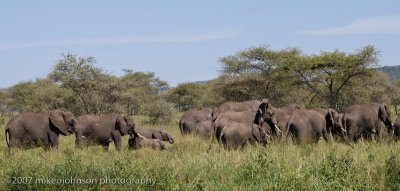86  Elephants Leaving Lions