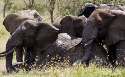 87  Elephants at Water Hole