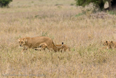 89  Lion Nursing Cubs
