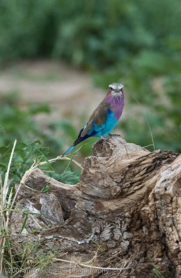 02Lilac Breasted Roller