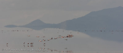 09Flamingos in Dusk on Lake Manyara