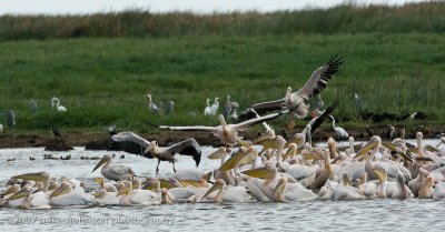 12Mostly Great White Pelicans