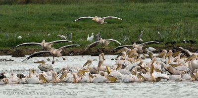 13Mostly Great White Pelicans