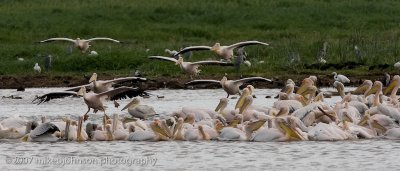 14Mostly Great White Pelicans