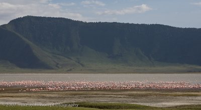 20Flamingos in the Crater