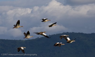 22Egyptian Geese in Flight