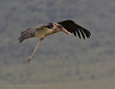 25Marabou Stork joins in