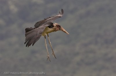 26Marabou Stork joins in Stork Landing