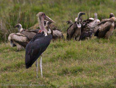 27Marabou Stork joins in Stork Landing Stork with Gathering Vultures