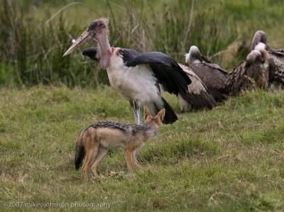 28Stork and Jackal sparring