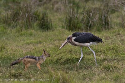 29Stork and Jackal sparring