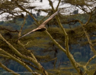 31Tawny Eagle in Flight