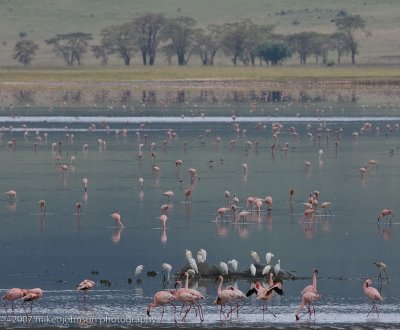 34Flamingos and Egrets at the Lake