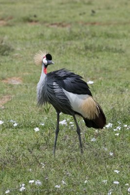 38Grey-crown Crane