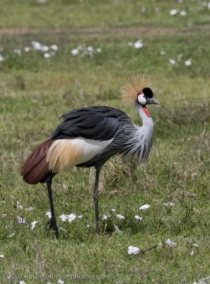 39Grey-crown Crane