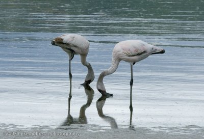 42Flamingo Reflection