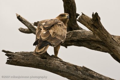 43Tawny Eagle