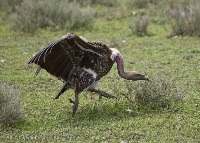 45Ruppell's Griffon Vulture