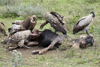 46Vultures on a dead Wildebeest