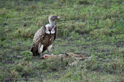 47Vulture over Baby Widebeest