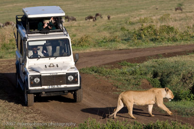 17Lion stops traffic