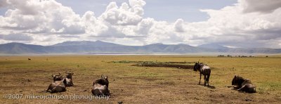 10Wildebeest Contemplate the Crater