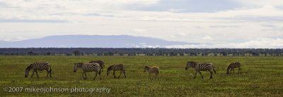 13Zebra in the Landscape