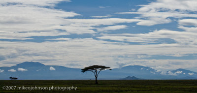 14Acacia in the Afternoon Landscape