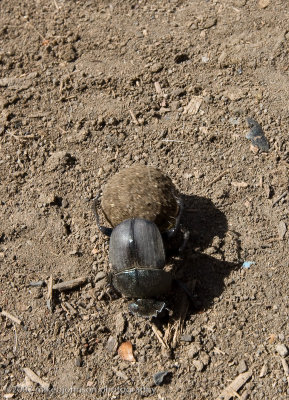 11Dung Beetle