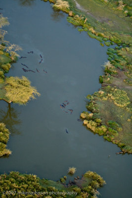23Hippo Pool from Balloon