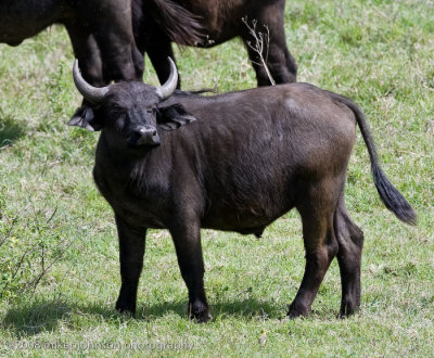15Cape Buffalo Calf