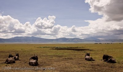 16Wildebeest Contemplate the Crater