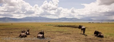 17Wildebeest Contemplate the Crater