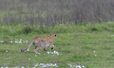 26  Cheetah Chase