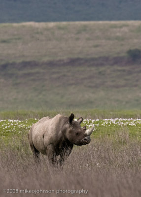 29Black Rhino