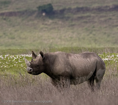 30Black Rhino